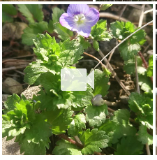 ffmpegで自動生成されたサムネイル(Nextcloud Photo)