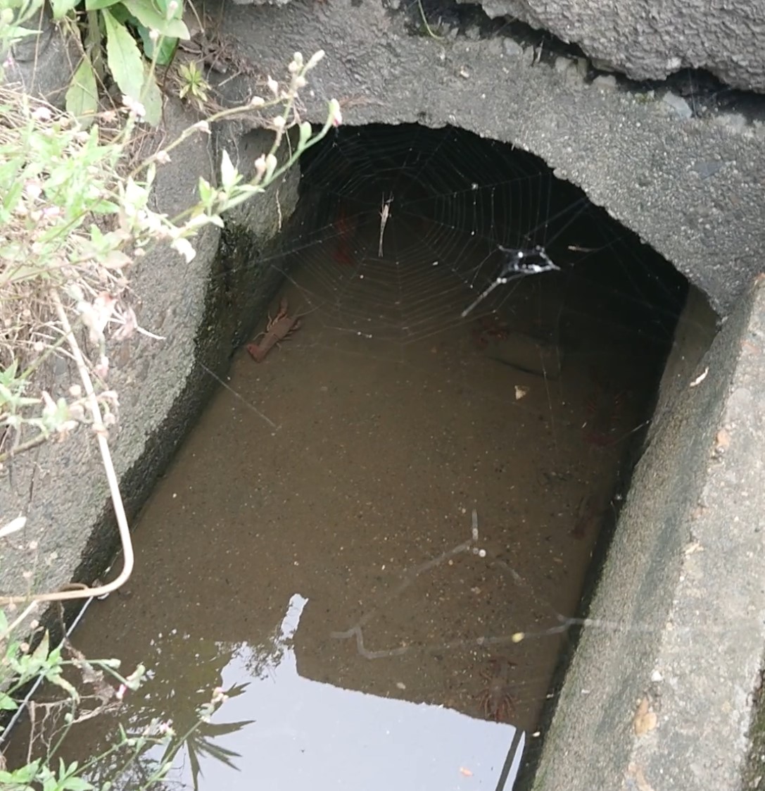 ザリガニいっぱい